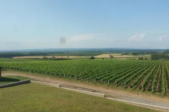 Unique vine production facility in Croatian Slavonia