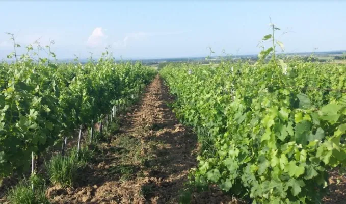 Einzigartige Weinproduktionsstätte in Kroatisch-Slawonien - Foto 2