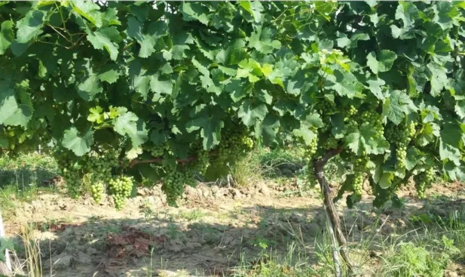 Einzigartige Weinproduktionsstätte in Kroatisch-Slawonien - Foto 3